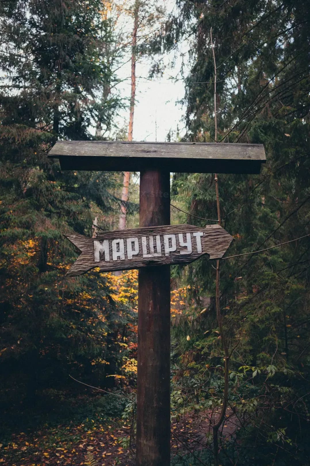 nimotgyx.site 10